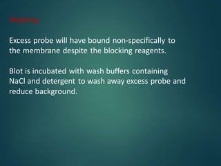 Washing
Excess probe will have bound non-specifically to
the membrane despite the blocking reagents.
Blot is incubated with wash buffers containing
NaCl and detergent to wash away excess probe and
reduce background.
 