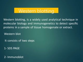 Western blotting, is a widely used analytical technique in
molecular biology and immunogenetics to detect specific
proteins in a sample of tissue homogenate or extract.
Western blot
It consists of two steps
1- SDS PAGE
2- Immunoblot
Western blotting
 