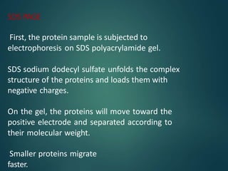 SDS PAGE
First, the protein sample is subjected to
electrophoresis on SDS polyacrylamide gel.
SDS sodium dodecyl sulfate unfolds the complex
structure of the proteins and loads them with
negative charges.
On the gel, the proteins will move toward the
positive electrode and separated according to
their molecular weight.
Smaller proteins migrate
faster.
 