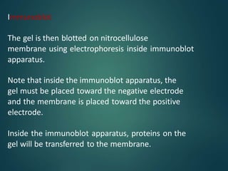 Immunoblot
The gel is then blotted on nitrocellulose
membrane using electrophoresis inside immunoblot
apparatus.
Note that inside the immunoblot apparatus, the
gel must be placed toward the negative electrode
and the membrane is placed toward the positive
electrode.
Inside the immunoblot apparatus, proteins on the
gel will be transferred to the membrane.
 