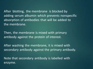 After blotting, the membrane is blocked by
adding serum albumin which prevents nonspecific
absorption of antibodies that will be added to
the membrane.
Then, the membrane is mixed with primary
antibody against the protein of interest.
After washing the membrane, it is mixed with
secondary antibody against the primary antibody.
Note that secondary antibody is labelled with
enzyme.
 