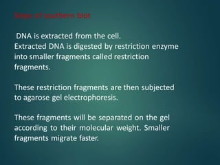 Steps of southern blot
DNA is extracted from the cell.
Extracted DNA is digested by restriction enzyme
into smaller fragments called restriction
fragments.
These restriction fragments are then subjected
to agarose gel electrophoresis.
These fragments will be separated on the gel
according to their molecular weight. Smaller
fragments migrate faster.
 