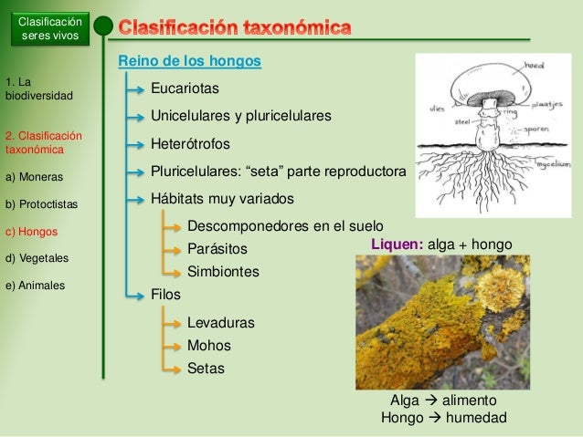 Las lombrices en la parte superior del intestino