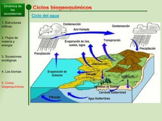 Dinámica de
los
ecosistemas
1. Estructuras
tróficas
2. Flujos de
materia y
energía
3. Sucesiones
ecológicas
4. Los biomas
5. Ciclos
biogeoquímicos
Ciclo del agua
 