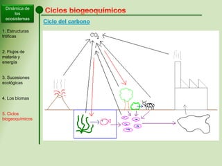 Dinámica de
los
ecosistemas
1. Estructuras
tróficas
2. Flujos de
materia y
energía
3. Sucesiones
ecológicas
4. Los biomas
5. Ciclos
biogeoquímicos
Ciclo del carbono
 