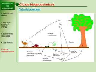 Dinámica de
los
ecosistemas
1. Estructuras
tróficas
2. Flujos de
materia y
energía
3. Sucesiones
ecológicas
4. Los biomas
5. Ciclos
biogeoquímicos
Ciclo del nitrógeno
 