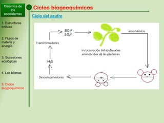 Dinámica de
los
ecosistemas
1. Estructuras
tróficas
2. Flujos de
materia y
energía
3. Sucesiones
ecológicas
4. Los biomas
5. Ciclos
biogeoquímicos
Ciclo del azufre
 