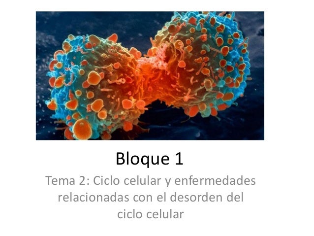 Enfermedades Relacionadas Con El Desorden Del Ciclo Celular - Compartir