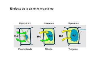 El efecto de la sal en el organismo
 