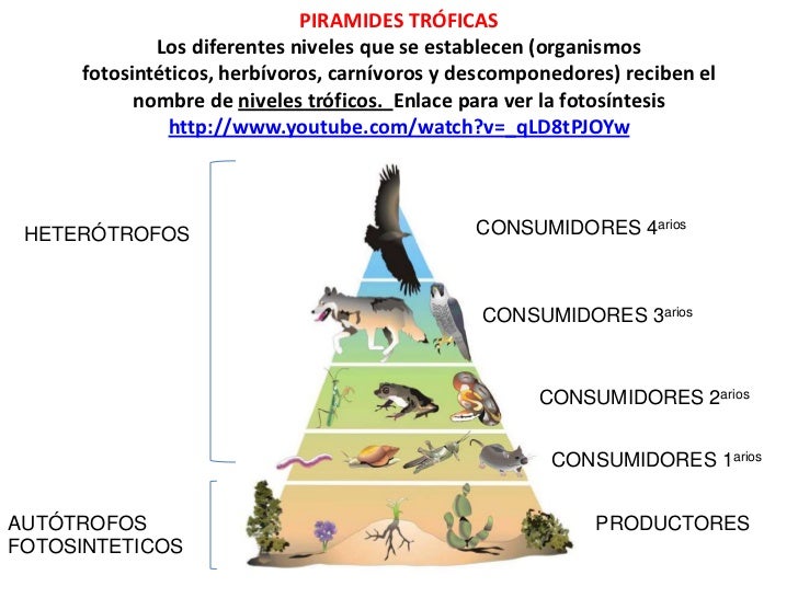 cadena alimenticia niveles troficos de la piramide ecologica bloque 11 tema 3 medio 193 mbiente natural cadena alimenticia niveles troficos de la piramide ecologica bloque 11 tema 3 medio 193 mbiente natural