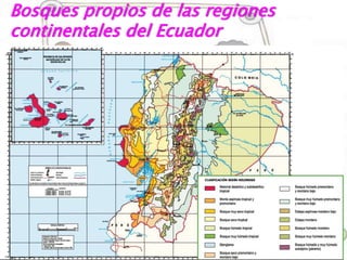 Diversidad ecológica de los bosques del Litoral, bosques
montanos y de la Amazonía ecuatoriana
En el Ecuador existe una gr...