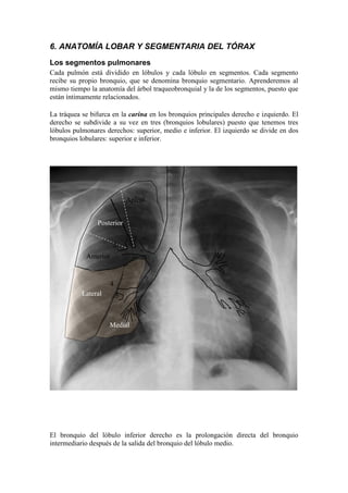 6. ANATOMÍA LOBAR Y SEGMENTARIA DEL TÓRAX
Los segmentos pulmonares
Cada pulmón está dividido en lóbulos y cada lóbulo en segmentos. Cada segmento
recibe su propio bronquio, que se denomina bronquio segmentario. Aprenderemos al
mismo tiempo la anatomía del árbol traqueobronquial y la de los segmentos, puesto que
están íntimamente relacionados.

La tráquea se bifurca en la carina en los bronquios principales derecho e izquierdo. El
derecho se subdivide a su vez en tres (bronquios lobulares) puesto que tenemos tres
lóbulos pulmonares derechos: superior, medio e inferior. El izquierdo se divide en dos
bronquios lobulares: superior e inferior.




                               Apical


                Posterior

                               3 1
                       2
            Anterior


                       4
           Lateral         5



                     Medial




El bronquio del lóbulo inferior derecho es la prolongación directa del bronquio
intermediario después de la salida del bronquio del lóbulo medio.
 