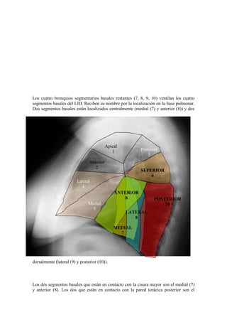 Los cuatro bronquios segmentarios basales restantes (7, 8, 9, 10) ventilan los cuatro
segmentos basales del LID. Reciben su nombre por la localización en la base pulmonar.
Dos segmentos basales están localizados centralmente (medial (7) y anterior (8)) y dos




                                           Apical
                                              1           Posterior
                                                             3
                                Anterior
                                   2
                                                          SUPERIOR
                                                              6
                         Lateral
                           4
                                               ANTERIOR
                                                  8              POSTERIOR
                               Medial                                10
                                 5
                                                    LATERAL
                                                       8

                                               MEDIAL
                                                 7




dorsalmente (lateral (9) y posterior (10)).



Los dos segmentos basales que están en contacto con la cisura mayor son el medial (7)
y anterior (8). Los dos que están en contacto con la pared torácica posterior son el
 