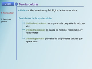 Postulados de la teoría celular
Unidad estructural: es la parte más pequeña de todo ser
vivo
Unidad funcional: es capaz de nutrirse, reproducirse y
relacionarse
Unidad genética: proviene de las primeras células que
aparecieron
Célula
célula = unidad anatómica y fisiológica de los seres vivos
1. Teoría celular
2. Estructura
general
 