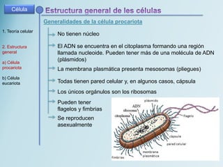Célula
Generalidades de la célula procariota
1. Teoría celular
2. Estructura
general
a) Célula
procariota
b) Célula
eucariota
No tienen núcleo
El ADN se encuentra en el citoplasma formando una región
llamada nucleoide. Pueden tener más de una molécula de ADN
(plásmidos)
La membrana plasmática presenta mesosomas (pliegues)
Todas tienen pared celular y, en algunos casos, cápsula
Los únicos orgánulos son los ribosomas
Pueden tener
flagelos y fimbrias
Se reproducen
asexualmente
 