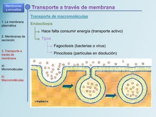 Transporte de macromoléculas
Membranas
y envueltas
1. La membrana
plasmática
2. Membranas de
secreción
3. Transporte a
través de
membrana
a)
Micromoléculas
b)
Macromoléculas
Endocitosis
Hace falta consumir energía (transporte activo)
Tipos
Fagocitosis (bacterias o virus)
Pinocitosis (partículas en disolución)
 
