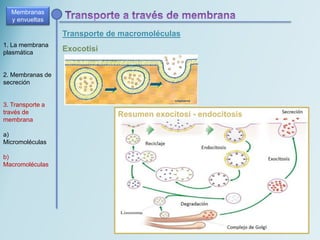 Transporte de macromoléculas
Membranas
y envueltas
1. La membrana
plasmática
2. Membranas de
secreción
3. Transporte a
través de
membrana
a)
Micromoléculas
b)
Macromoléculas
Exocotisi
Resumen exocitosi - endocitosis
 