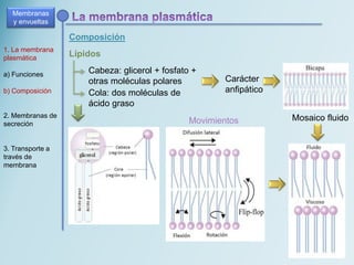 Composición
Membranas
y envueltas
1. La membrana
plasmática
a) Funciones
b) Composición
2. Membranas de
secreción
3. Transporte a
través de
membrana
Lípidos
Cabeza: glicerol + fosfato +
otras moléculas polares
Cola: dos moléculas de
ácido graso
Carácter
anfipático
Movimientos Mosaico fluido
 