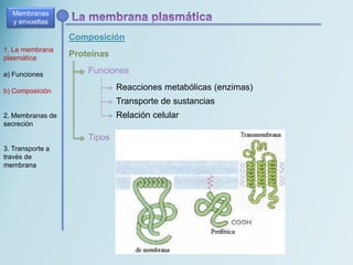 Composición
Membranas
y envueltas
1. La membrana
plasmática
a) Funciones
b) Composición
2. Membranas de
secreción
3. Transporte a
través de
membrana
Proteínas
Funciones
Reacciones metabólicas (enzimas)
Transporte de sustancias
Relación celular
Tipos
 