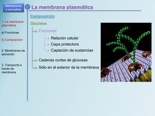 Composición
Membranas
y envueltas
1. La membrana
plasmática
a) Funciones
b) Composición
2. Membranas de
secreción
3. Transporte a
través de
membrana
Glúcidos
Funciones
Relación celular
Capa protectora
Captación de sustancias
Cadenas curtes de glucosas
Sólo en el exterior de la membrana
 