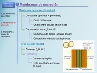 Membrana de secreción animal
Membranas
y envueltas
1. La membrana
plasmática
2. Membranas de
secreción
3. Transporte a
través de
membrana
Glucocáliz (glúcidos + proteínas)
Capa protectora
Unión entre células en un tejido
Capas externas al glucocáliz
Carbonato de calcio (células óseas)
Condroitina (células cartilaginosas)
Pared celular vegetal
Celulosa (glúcido)
Funciones
Da forma y rigidez
Evita la entrada excesiva
de agua
 