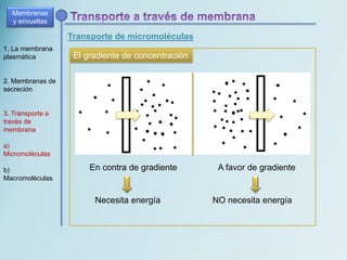 Transporte de micromoléculas
Membranas
y envueltas
1. La membrana
plasmática
2. Membranas de
secreción
3. Transporte a
través de
membrana
a)
Micromoléculas
b)
Macromoléculas
El gradiente de concentración
En contra de gradiente
Necesita energía
A favor de gradiente
NO necesita energía
 