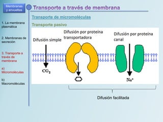 Transporte de micromoléculas
Membranas
y envueltas
1. La membrana
plasmática
2. Membranas de
secreción
3. Transporte a
través de
membrana
a)
Micromoléculas
b)
Macromoléculas
Transporte pasivo
Difusión facilitada
 