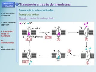Transporte de micromoléculas
Membranas
y envueltas
1. La membrana
plasmática
2. Membranas de
secreción
3. Transporte a
través de
membrana
a)
Micromoléculas
b)
Macromoléculas
Transporte activo
Ejemplo: bomba de sodio-potasio
 