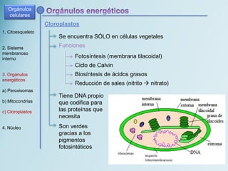 1. Citoesqueleto
2. Sistema
membranoso
interno
3. Orgánulos
energéticos
a) Peroxisomas
b) Mitocondrias
c) Cloroplastos
4. Núcleo
Cloroplastos
Se encuentra SÓLO en células vegetales
Funciones
Fotosíntesis (membrana tilacoidal)
Ciclo de Calvin
Orgánulos
celulares
Biosíntesis de ácidos grasos
Tiene DNA propio
que codifica para
las proteínas que
necesita
Son verdes
gracias a los
pigmentos
fotosintéticos
Reducción de sales (nitrito  nitrato)
 