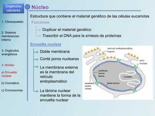 1. Citoesqueleto
2. Sistema
membranoso
interno
3. Orgánulos
energéticos
4. Núcleo
a) Envuelta
nuclear
b) Cromatina
c) Cromosomas
Envuelta nuclear
Estructura que contiene el material genético de las células eucariotas
Funciones
Duplicar el material genético
Trascribir el DNA para la síntesis de proteínas
Orgánulos
celulares
Doble membrana
Conté poros nucleares
La membrana externa
es la membrana del
retículo
endoplasmático
La lámina nuclear
mantiene la forma de la
envuelta nuclear
 