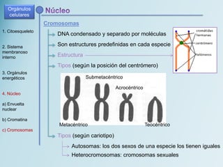 1. Citoesqueleto
2. Sistema
membranoso
interno
3. Orgánulos
energéticos
4. Núcleo
a) Envuelta
nuclear
b) Cromatina
c) Cromosomas
Cromosomas
Estructura
Orgánulos
celulares
DNA condensado y separado por moléculas
Son estructures predefinidas en cada especie
Tipos (según la posición del centrómero)
Metacéntrico Teocéntrico
Submetacéntrico
Acrocéntrico
Tipos (según cariotipo)
Autosomas: los dos sexos de una especie los tienen iguales
Heterocromosomas: cromosomas sexuales
 