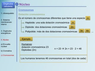 1. citoesqueleto
2. Sistema
membranoso
interno
3. Orgánulos
energéticos
4. Núcleo
a) Envuelta
nuclear
b) Cromatina
c) Cromosomas
Cromosomas
Orgánulos
celulares
Dotación cromosómica
Es el número de cromosomas diferentes que tiene una especie n
Haploide: una sola dotación cromosómica
Diploide: dos dotaciones cromosómicas
Polipolide: más de dos dotaciones cromosómicas
n
2n
3n 4n ...
Ejemplo
Humanos:
dotación cromosómica 23
Diploides (2n)
n = 23  2n = 23 · 2 = 46
Los humanos tenemos 46 cromosomas en total (dos de cada)
 