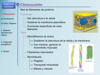 Funciones
Dar estructura a la célula
Sostener la membrana plasmática
Funciones específicas de cada
filamento
1. Citoesqueleto
a) Centrosoma
b) Cilios i flagelos
2. Sistema
membranoso
interno
3. Orgánulos
energéticos
4. Núcleo
Red de filamentos de proteína
Tipos
Microfílmenos de actina
Con miosina, generan el
movimiento muscular
Sostienen la estructura de la célula y la membrana
Filamentos intermedios
Microtúbulos
Transporte intracelular
Flagelos
Mitosis y meiosis
Orgánulos
celulares
 