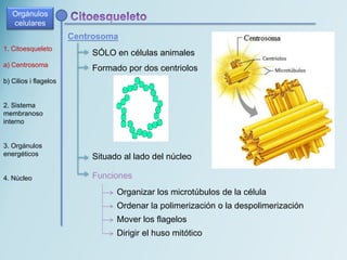 Centrosoma
SÓLO en células animales
Formado por dos centriolos
Situado al lado del núcleo
1. Citoesqueleto
a) Centrosoma
b) Cilios i flagelos
2. Sistema
membranoso
interno
3. Orgánulos
energéticos
4. Núcleo Funciones
Organizar los microtúbulos de la célula
Ordenar la polimerización o la despolimerización
Mover los flagelos
Dirigir el huso mitótico
Orgánulos
celulares
 