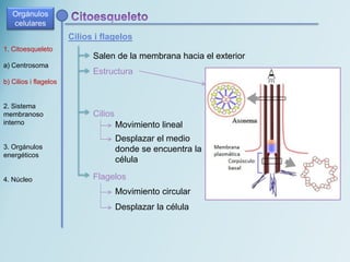 Cilios i flagelos
Salen de la membrana hacia el exterior
Estructura
1. Citoesqueleto
a) Centrosoma
b) Cilios i flagelos
2. Sistema
membranoso
interno
3. Orgánulos
energéticos
4. Núcleo Flagelos
Movimiento circular
Desplazar la célula
Cilios
Movimiento lineal
Desplazar el medio
donde se encuentra la
célula
Orgánulos
celulares
 