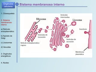 1. Citoesqueleto
2. Sistema
membranoso
interno
a) Retículo
endoplasmático
b) Aparato de
Golgi
c) Lisosomas
d) Vacuolas
3. Orgánulos
energéticos
4. Núcleo
Orgánulos
celulares
 