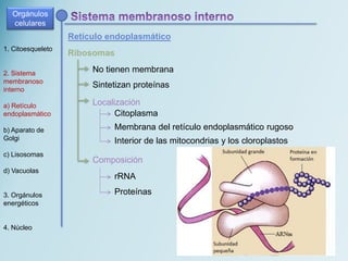 1. Citoesqueleto
2. Sistema
membranoso
interno
a) Retículo
endoplasmático
b) Aparato de
Golgi
c) Lisosomas
d) Vacuolas
3. Orgánulos
energéticos
4. Núcleo
Retículo endoplasmático
Ribosomas
No tienen membrana
Sintetizan proteínas
Composición
rRNA
Proteínas
Localización
Citoplasma
Membrana del retículo endoplasmático rugoso
Interior de las mitocondrias y los cloroplastos
Orgánulos
celulares
 