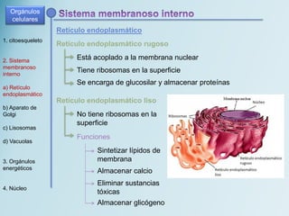 1. citoesqueleto
2. Sistema
membranoso
interno
a) Retículo
endoplasmático
b) Aparato de
Golgi
c) Lisosomas
d) Vacuolas
3. Orgánulos
energéticos
4. Núcleo
Retículo endoplasmático
Retículo endoplasmático rugoso
Está acoplado a la membrana nuclear
Tiene ribosomas en la superficie
Se encarga de glucosilar y almacenar proteínas
Retículo endoplasmático liso
No tiene ribosomas en la
superficie
Funciones
Sintetizar lípidos de
membrana
Almacenar calcio
Eliminar sustancias
tóxicas
Almacenar glicógeno
Orgánulos
celulares
 