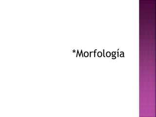 *Morfología 
 