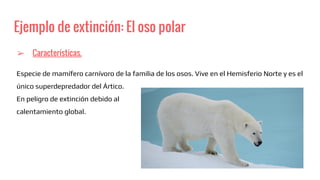 Ejemplo de extinción: El oso polar
➢ Características.
Especie de mamífero carnívoro de la familia de los osos. Vive en el Hemisferio Norte y es el
único superdepredador del Ártico.
En peligro de extinción debido al
calentamiento global.
 