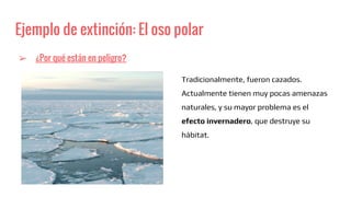 Ejemplo de extinción: El oso polar
➢ ¿Por qué están en peligro?
Tradicionalmente, fueron cazados.
Actualmente tienen muy pocas amenazas
naturales, y su mayor problema es el
efecto invernadero, que destruye su
hábitat.
 