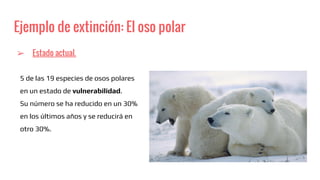 Ejemplo de extinción: El oso polar
➢ Estado actual.
5 de las 19 especies de osos polares
en un estado de vulnerabilidad.
Su número se ha reducido en un 30%
en los últimos años y se reducirá en
otro 30%.
 