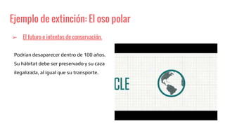 Ejemplo de extinción: El oso polar
➢ El futuro e intentos de conservación.
Podrían desaparecer dentro de 100 años.
Su hábitat debe ser preservado y su caza
ilegalizada, al igual que su transporte.
 