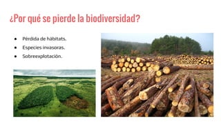 ¿Por qué se pierde la biodiversidad?
● Pérdida de hábitats.
● Especies invasoras.
● Sobreexplotación.
 