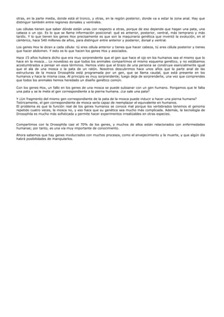 otras, en la parte media, donde está el tronco, y otras, en la región posterior, donde va a estar la zona anal. Hay que
distinguir también entre regiones dorsales y ventrales.

Las células tienen que saber dónde están unas con respecto a otras, porque de eso depende que hagan una pata, una
cabeza o un ojo. Es lo que se llama información posicional: qué es anterior, posterior, ventral, más temprano y más
tardío. Y lo que tienen los genes Hox precisamente es que son la maquinaria genética que inventó la evolución, en el
cámbrico, hace 540 millones de años, para distinguir entre anterior y posterior, dorsal y ventral.

Los genes Hox le dicen a cada célula: tú eres célula anterior y tienes que hacer cabeza, tú eres célula posterior y tienes
que hacer abdomen. Y esto es lo que hacen los genes Hox y asociados.

Hace 15 años hubiera dicho que era muy sorprendente que el gen que hace el ojo en los humanos sea el mismo que lo
hace en la mosca... Lo novedoso es que todos los animales compartimos el mismo esquema genético, y no estábamos
acostumbrados a pensar en esos términos. Hemos visto que el brazo de una persona se construye esencialmente igual
que el ala de una mosca o la pata de un ratón. Nosotros descubrimos hace unos años que la parte anal de las
estructuras de la mosca Drosophila está programada por un gen, que se llama caudal, que está presente en los
humanos y hace la misma cosa. Al principio es muy sorprendente; luego deja de sorprenderte, una vez que comprendes
que todos los animales hemos heredado un diseño genético común.

Con los genes Hox, un fallo en los genes de una mosca se puede subsanar con un gen humano. Pongamos que le falta
una pata y se le mete el gen correspondiente a la pierna humana. ¿Le sale una pata?

Y ¿Un fragmento del mismo gen correspondiente de la pata de la mosca puede inducir a hacer una pierna humana?
Teóricamente, el gen correspondiente de mosca sería capaz de reemplazar el equivalente en humanos.
El problema es que la función real de los genes humanos se conoce mal porque los vertebrados tenemos el genoma
repetido cuatro veces, la mosca no, y eso hace que su genética sea mucho más complicada. Además, la tecnología de
Drosophila es mucho más sofisticada y permite hacer experimentos irrealizables en otras especies.


Compartimos con la Drosophila casi el 70% de los genes, y muchos de ellos están relacionados con enfermedades
humanas; por tanto, es una vía muy importante de conocimiento.

Ahora sabemos que hay genes involucrados con muchos procesos, como el envejecimiento y la muerte, y que algún día
habrá posibilidades de manipularlos.
 