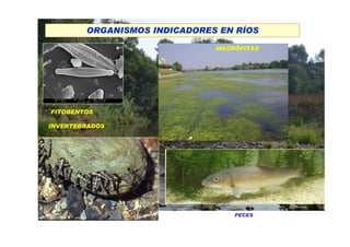 ORGANISMOS INDICADORES EN RÍOS

                              MACRÓFITAS




FITOBENTOS

INVERTEBRADOS




                                  PECES
 