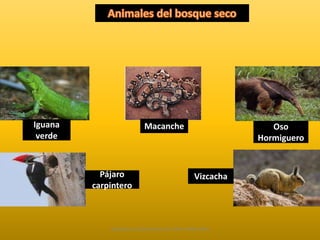 Pájaro Vizcacha 
carpintero 
Iguana 
verde 
Macanche Oso 
Hormiguero 
Diapositivas Elaboradas por: Marco Mendieta 
 