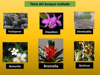 Flora del bosque nublado 
Frailejones Orquídeas Almohadilla 
Romerillo Quishuar 
Bromelia 
Diapositivas Elaboradas por: Marco Mendieta 
 