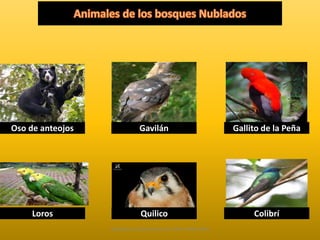 Oso de anteojos Gavilán Gallito de la Peña 
Loros Quilico Colibrí 
Diapositivas Elaboradas por: Marco Mendieta 
 