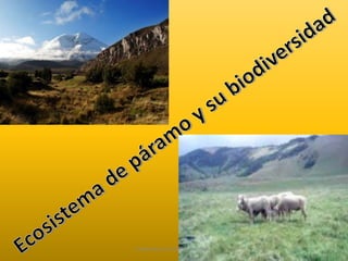 Elaborado por: Marco Mendieta 
 